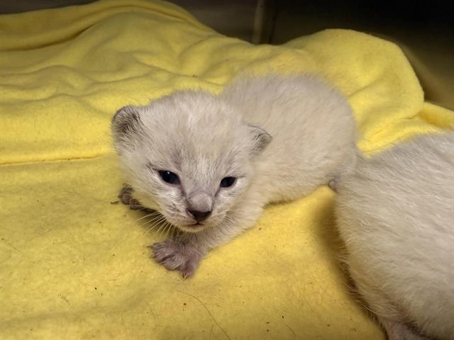 Adoptable Cat