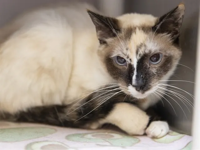Adoptable Cat