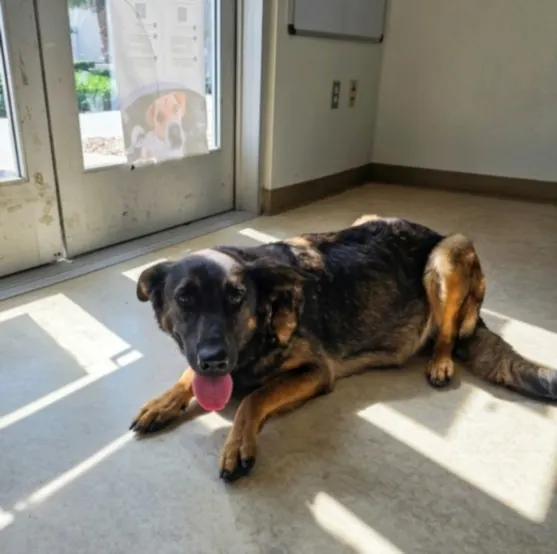 Adoptable Dog