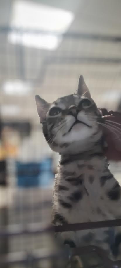 Loki