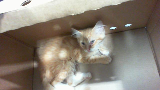 Adoptable Cat