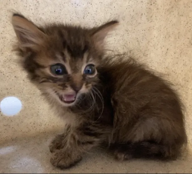 Lynx