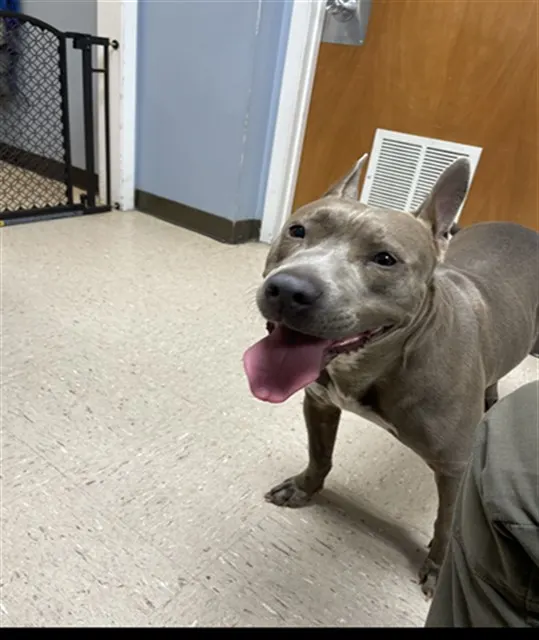 Nova