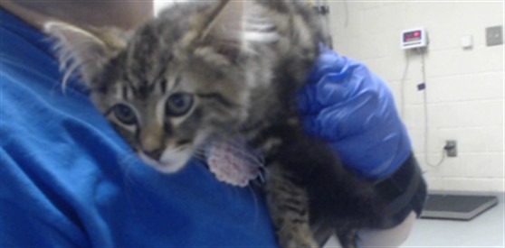 Adoptable Cat