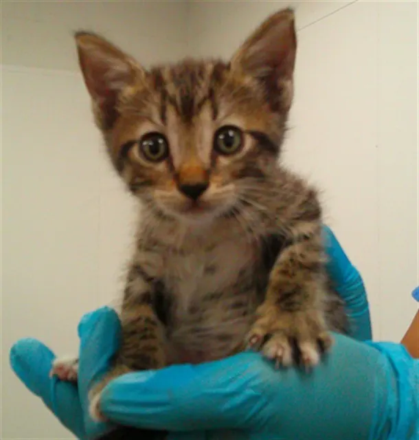 Adoptable Cat