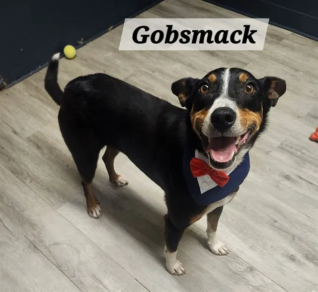 Gobsmack
