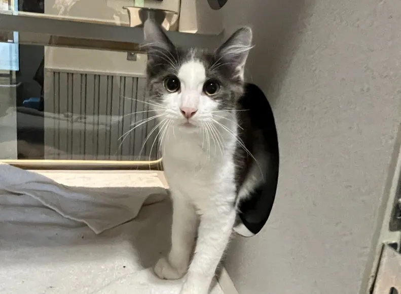 Domino