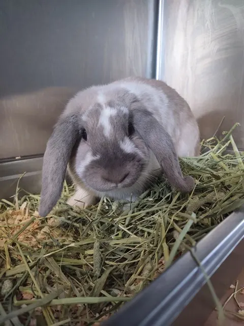 Willow