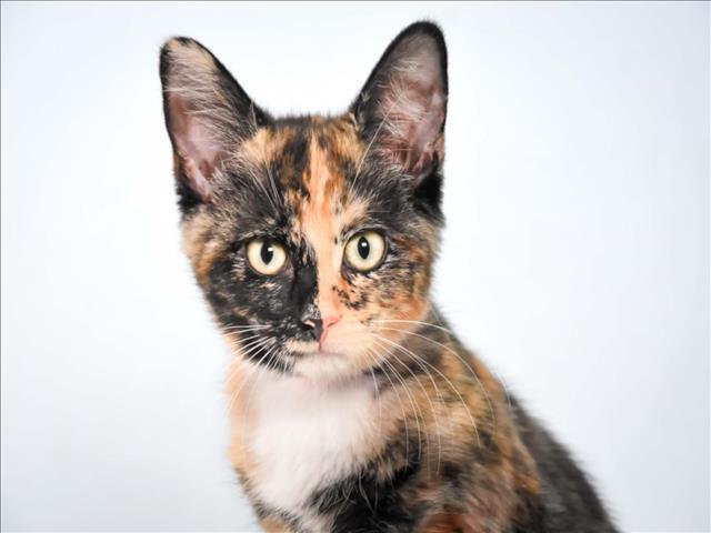 Cinnamon
