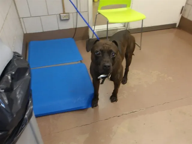 Adoptable Dog