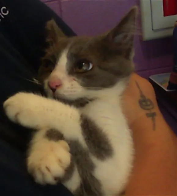 Bella