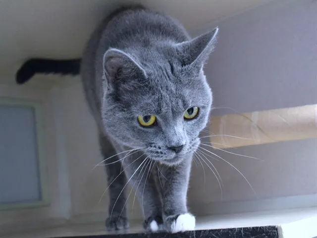 Bubbie