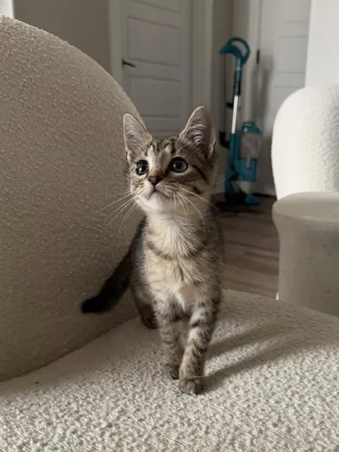 Misa