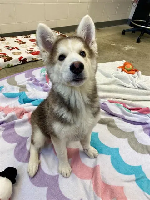 Balto