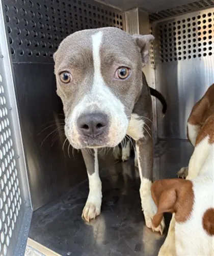 Adoptable Dog