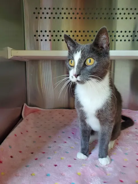 Gigi