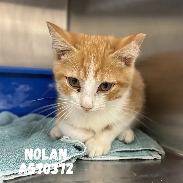 Nolan