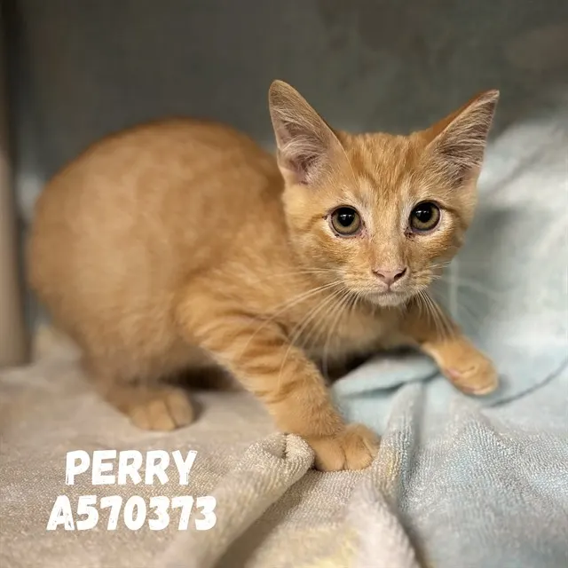Perry