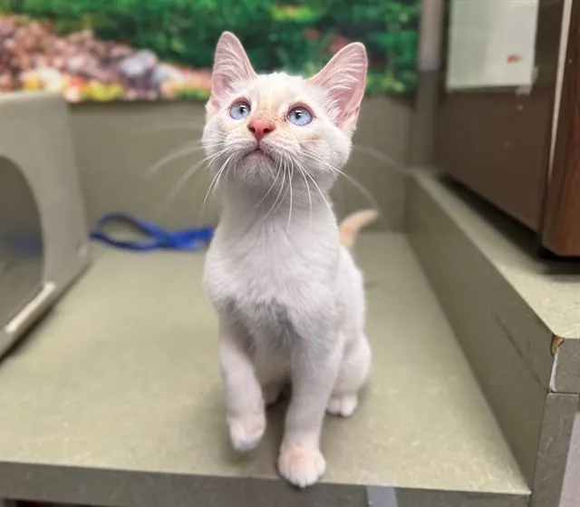 Adoptable Cat
