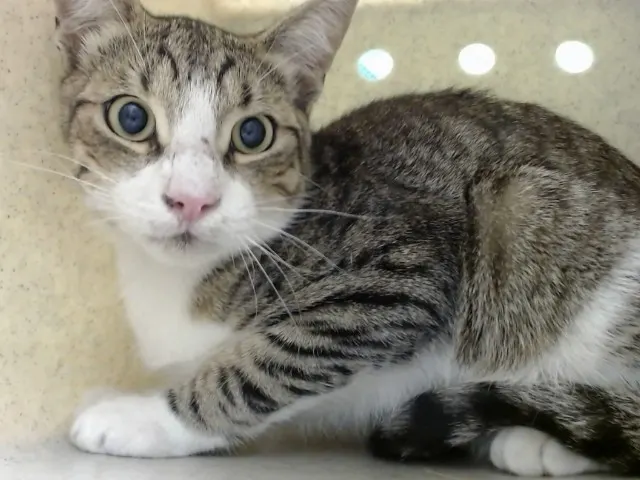 Adoptable Cat