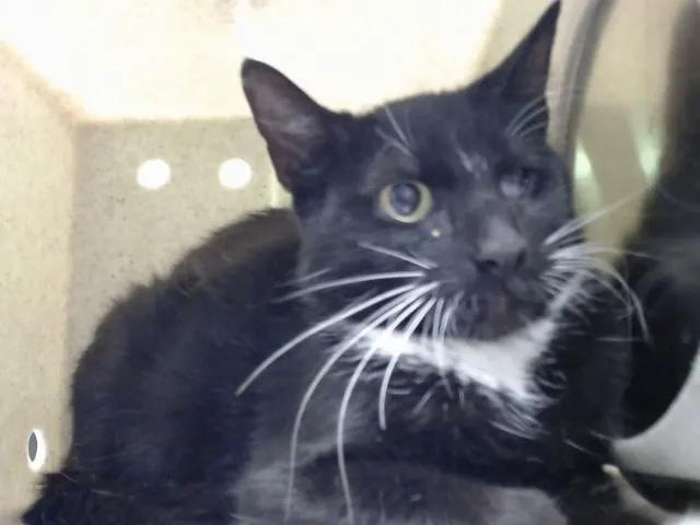 Adoptable Cat