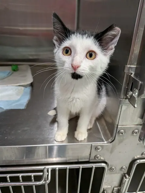 Oreo