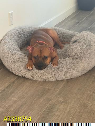 Bruno