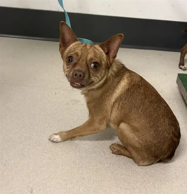Adoptable Dog