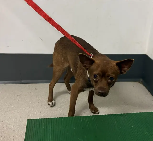Adoptable Dog