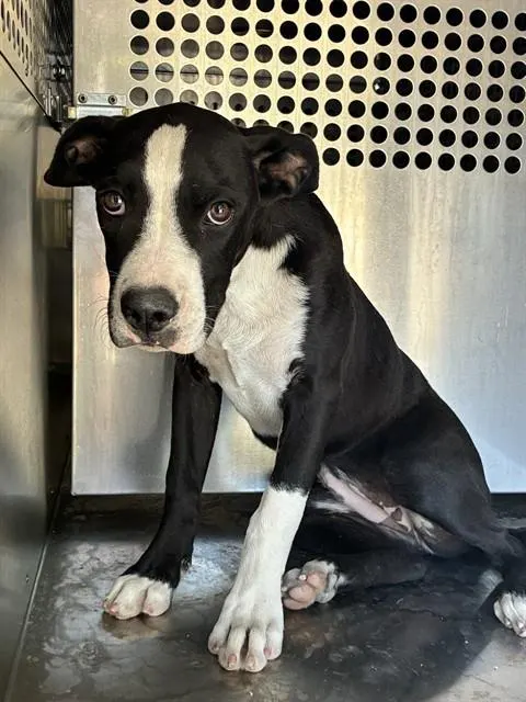Adoptable Dog