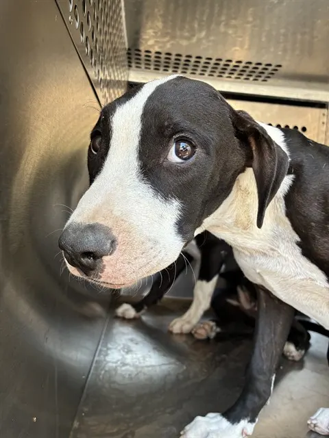Adoptable Dog