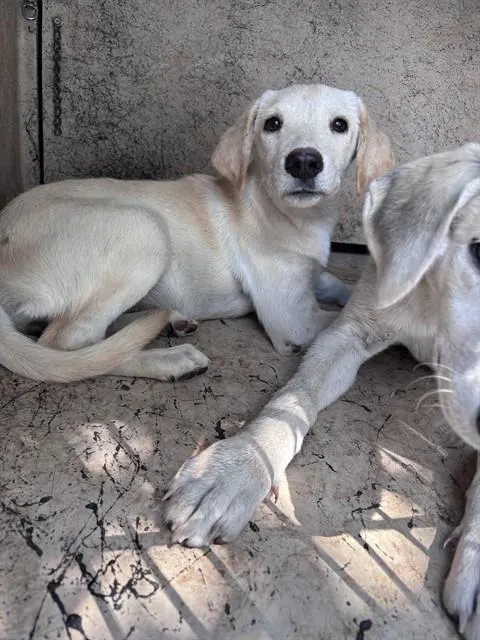 Adoptable Dog