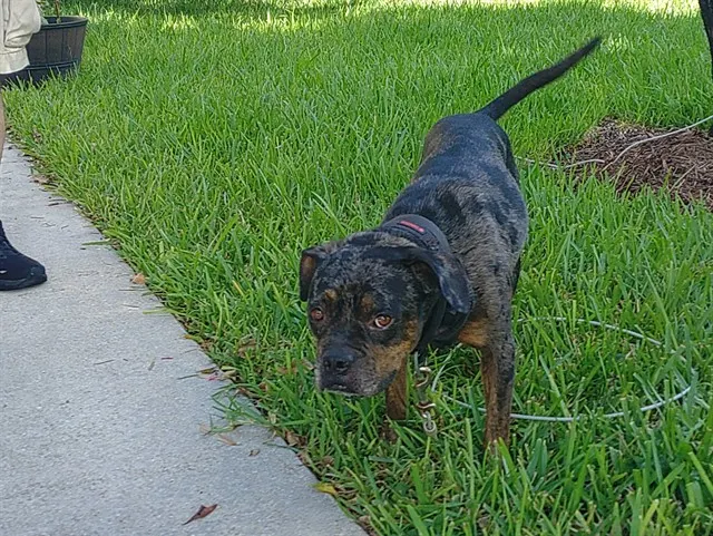 Adoptable Dog