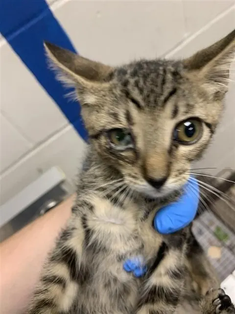 Adoptable Cat