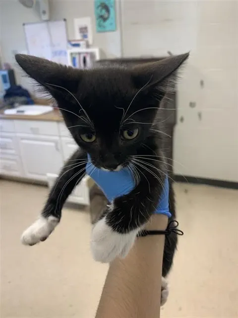 Adoptable Cat