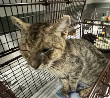 Adoptable Cat