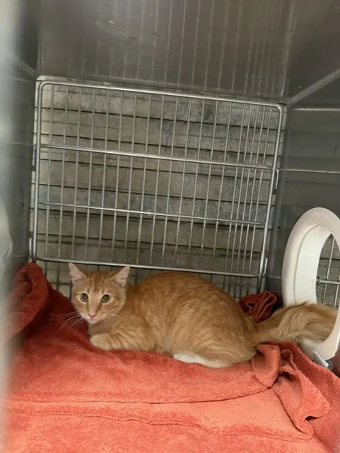 Adoptable Cat