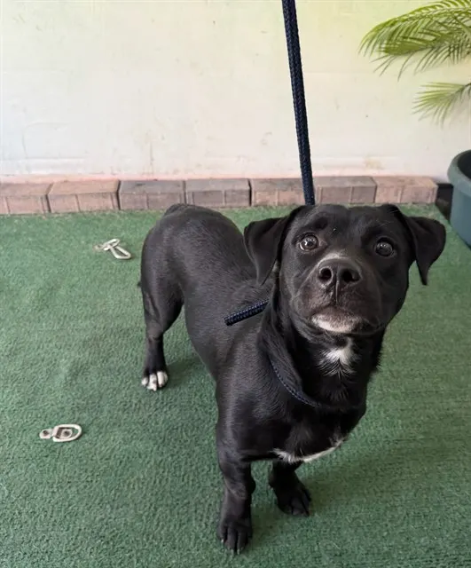 Adoptable Dog