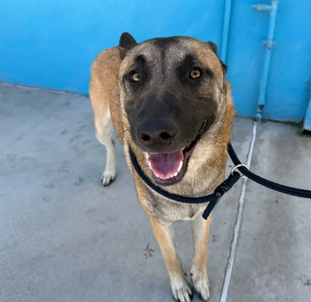 Adoptable Dog