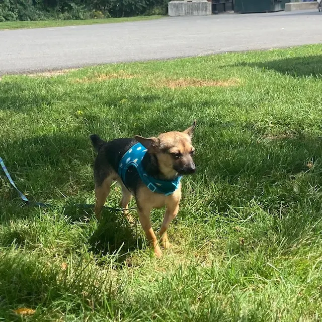 Taco