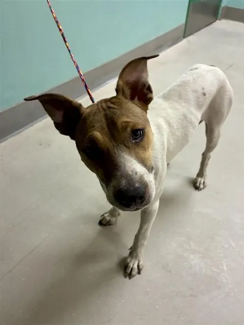 Adoptable Dog