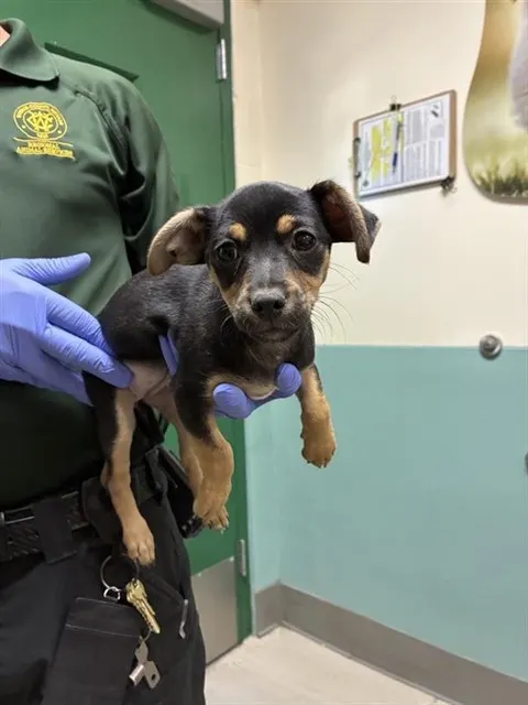 Adoptable Dog