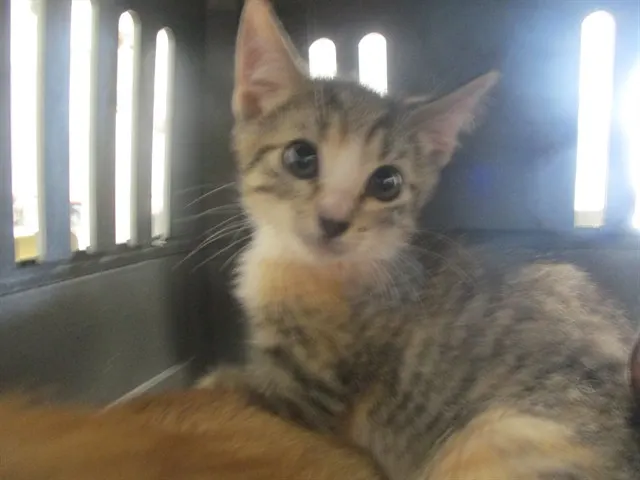 Adoptable Cat