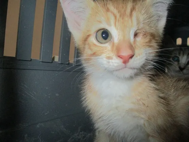 Adoptable Cat