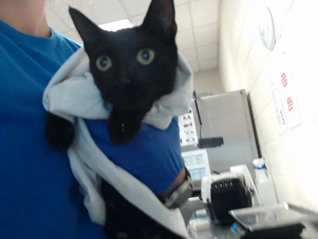 Adoptable Cat