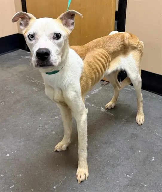Adoptable Dog
