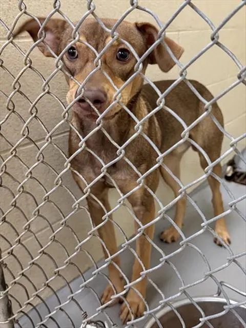 Adoptable Dog