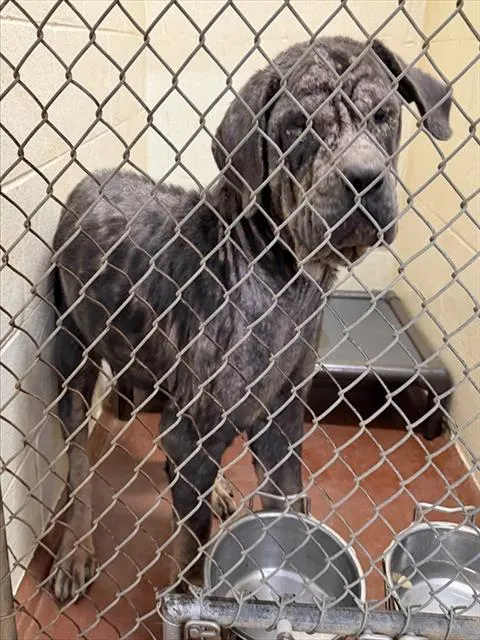 Adoptable Dog
