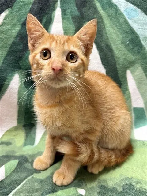 Adoptable Cat