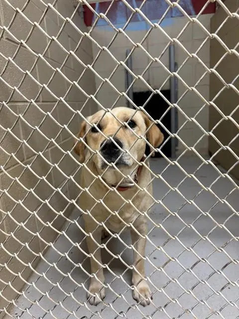 Adoptable Dog